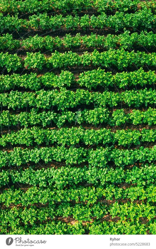 Erhöhte flache Aussicht auf Gemüsegarten, Kartoffelplantage, Kartoffelfeld am Sommerabend. Gartenbeete Ansicht abstrakt Luftaufnahme texturiert malerisch Szene