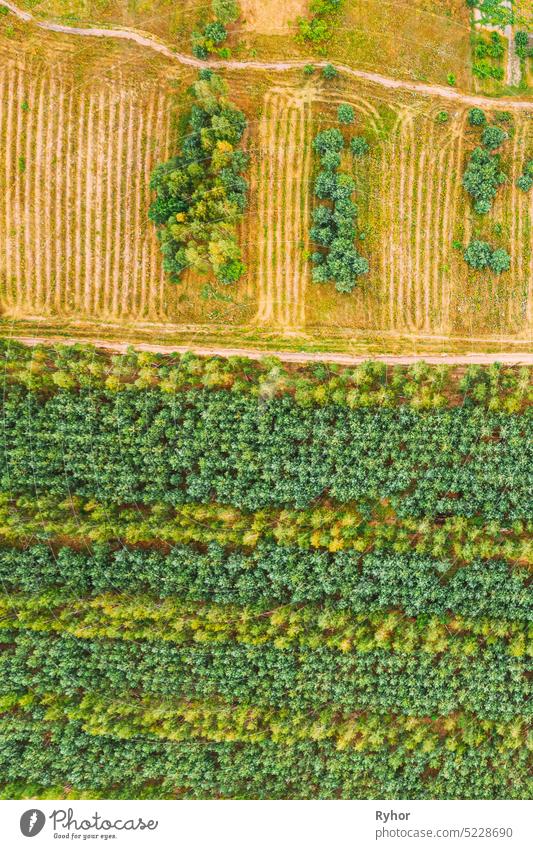 Luftaufnahme Grüner Wald Abholzung Bereich Landschaft. Top View of New Young Growing Forest. European Nature From High Attitude In Summer Season erhöhte Ansicht