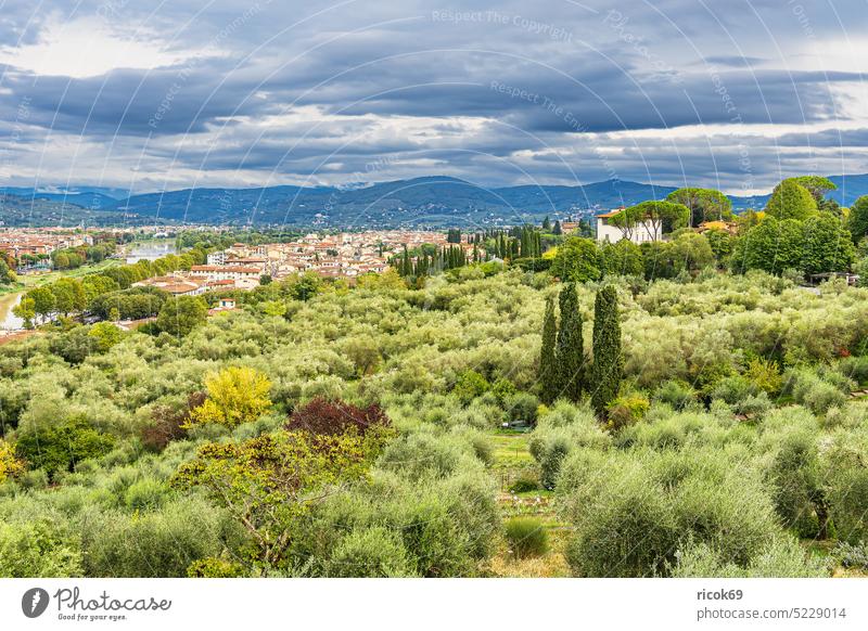 Blick auf Bäume und Häuser in Florenz, Italien Toskana Stadt Firenze Architektur Haus Gebäude historisch alt Bauwerk Sehenswürdigkeit Baum grün Idylle Garten