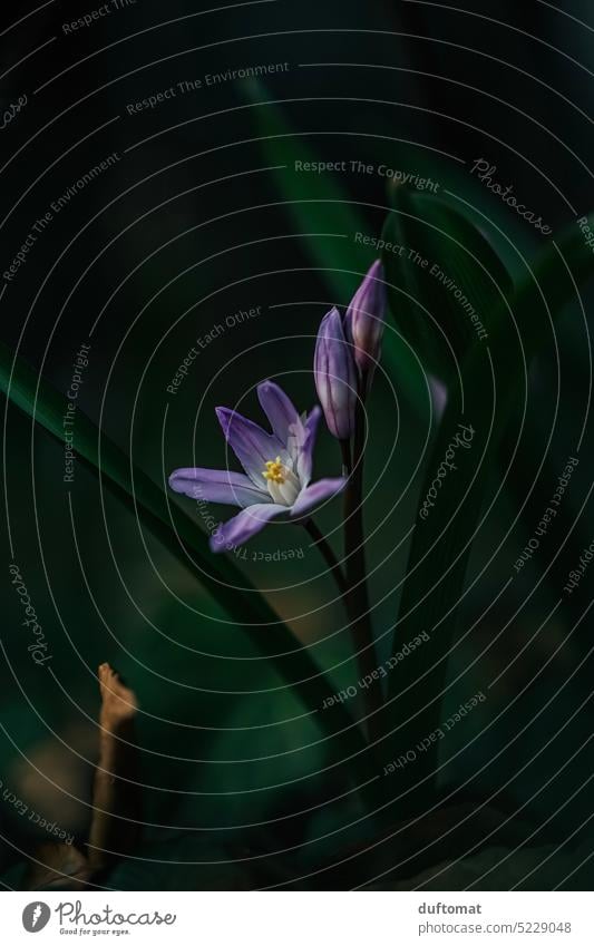 Pflanze, Frühblüher, Blaustern, Blume Botanik moody dunkel Natur Frühling Garten Blüte Blühend Frühlingsblume Frühlingsgefühle Außenaufnahme Nahaufnahme