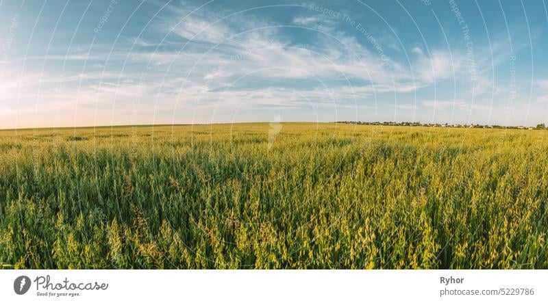 Countryside Rural Field Landschaft mit Hafer im Sommer sonnigen Tag. Landwirtschaftliches Feld. Panorama, Panormische Ansicht Ackerbau schön Vogelperspektive