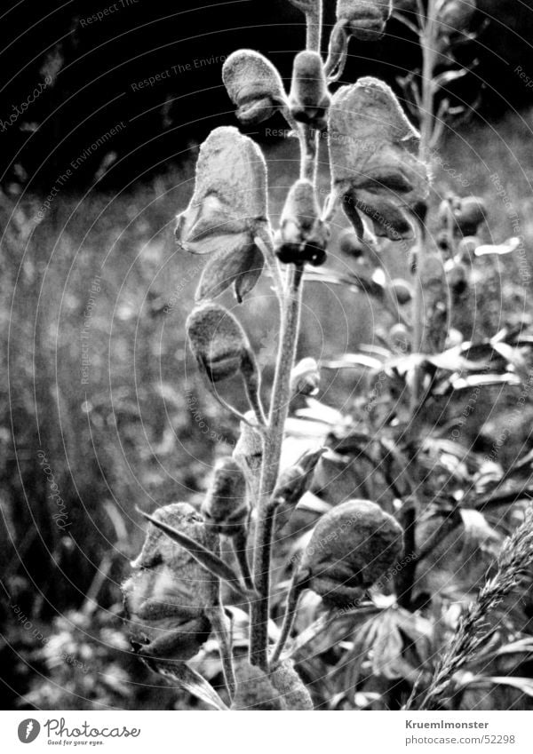 Black&White Blume schwarz weiß Blüte Gras bergblume