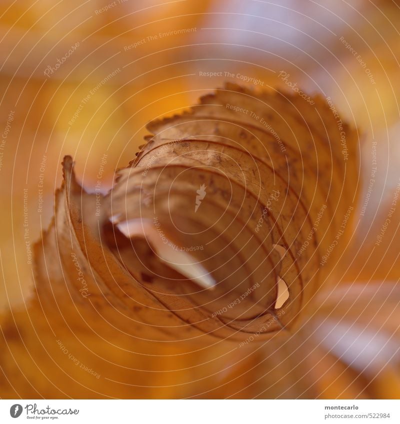 Laub Umwelt Pflanze Herbst Blatt Wildpflanze alt dünn authentisch natürlich trocken gelb gold Natur Farbfoto mehrfarbig Außenaufnahme Nahaufnahme Detailaufnahme