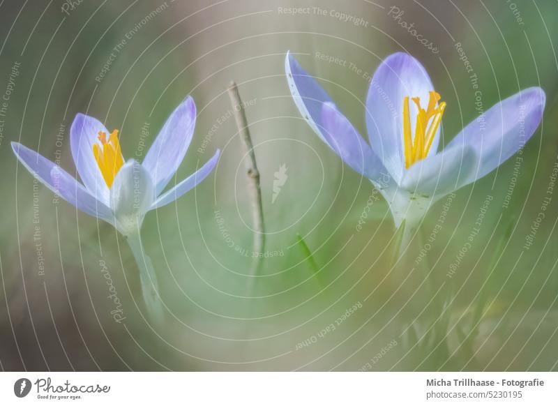 Krokusse im Sonnenschein Blume Blüte Wiese Gras Blatt Stengel Blühend Blütenblatt Frühlingsblume Frühlingsboten Frühblüher Frühlingstag Sonnenlicht Jahreszeiten