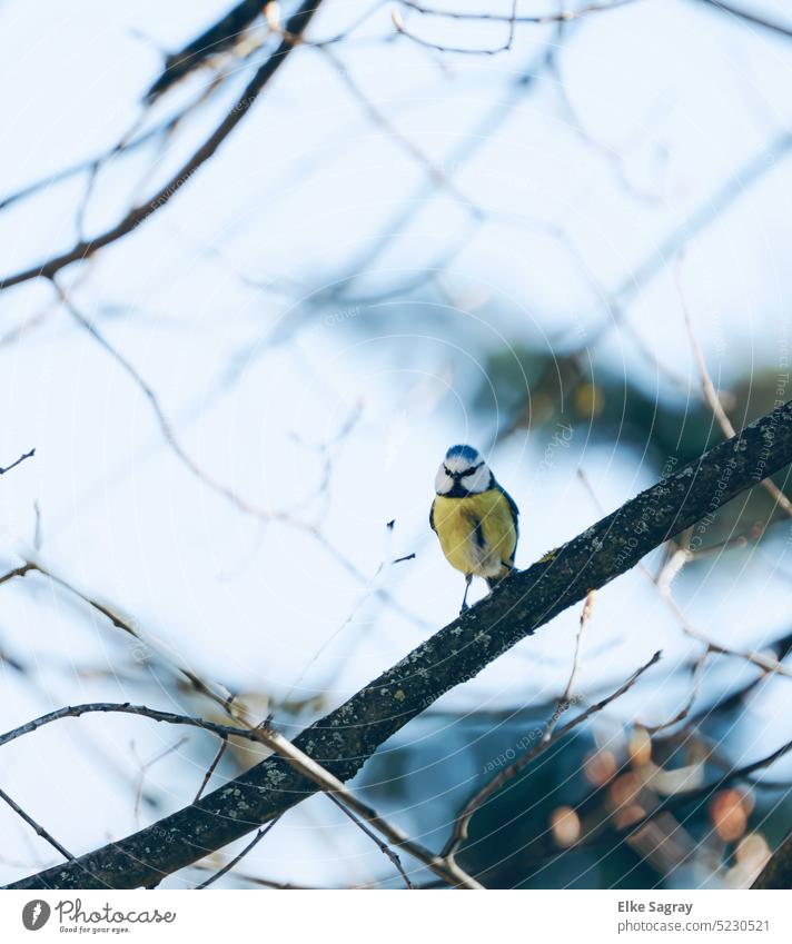 Blaumeise mit hellblauem Hintergrund Vogel Natur Außenaufnahme Tierporträt klein Menschenleer Umwelt Meisen Wildtier Schwache Tiefenschärfe