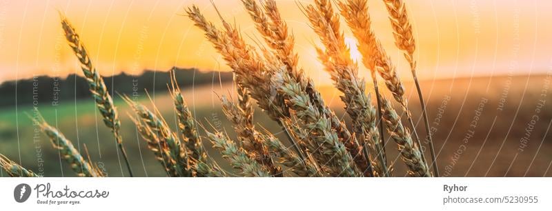 Summer Sun Shining Above Agricultural Landscape Of Ripe Wheat Ear Growing In Field. Panorama, Panoramablick Ackerbau Weizen schön Müsli schließen Textfreiraum