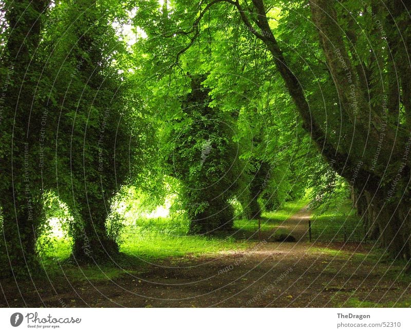 Grüne Allee in Irland Tunnel Baum grün dunkel Kies Hoffnung Erholung ruhig Gelassenheit einladend Frieden Sommer England Republik Irland Insel dunkelgrün weg