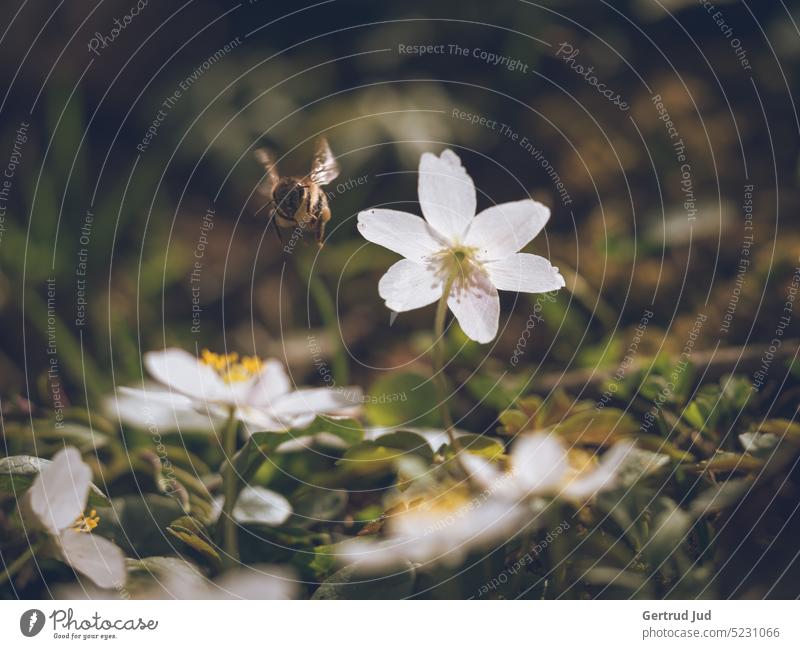 Anemone - Buschwindröschen mit Biene im Anflug Blume Blumen und Pflanzen Blüte Farbe weiss Frühling Anemonen Frühlingsblume Frühblüher Frühblüher in der Blüte