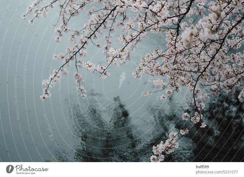 verregnete Kirschblüte im Park Regen Kirschblüten schlechtes Wetter nass Wassertropfen Regentropfen Regenwetter feucht Teich frisch hell Frühling Baum Blüte