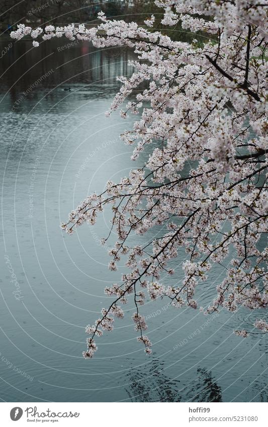 verregnete Kirschblüte im Park Regen Kirschblüten schlechtes Wetter nass Wassertropfen Regentropfen Regenwetter feucht Teich frisch hell Frühling Baum Blüte