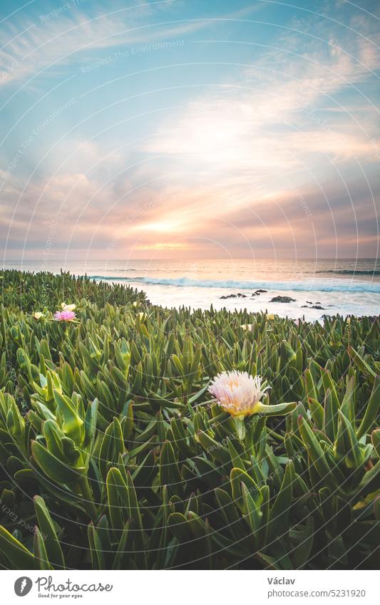 Frühlingsblumen und der Atlantik bei Sonnenuntergang in der Nähe von Porto Covo, Portugal. Die Schönheit des Fischerwegs, Rota Vicentina Blume wachsend winken