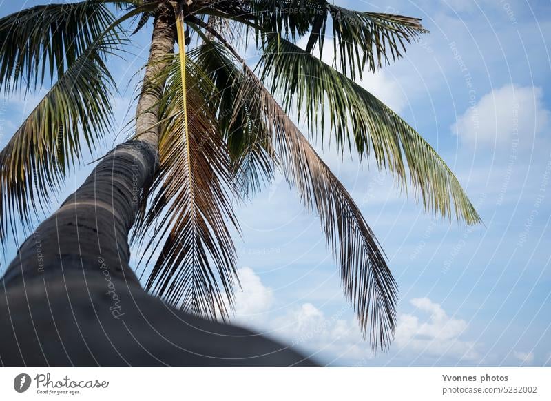 Palme am Strand in Thailand Ferien & Urlaub & Reisen Sonnenlicht Unschärfe exotisch Asien Himmel Außenaufnahme Tourismus Landschaft Abenteuer Fernweh