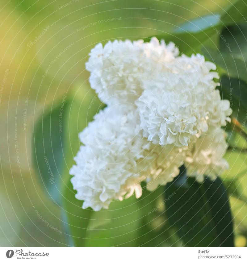 weißer Flieder Fliederblüte Fliederduft Fliederstrauch Frühlingsblüte Maiblüten Fliederblüten blühen Fliederzweig weiße Blüten Blumen Blütezeit Frühlingsblüten