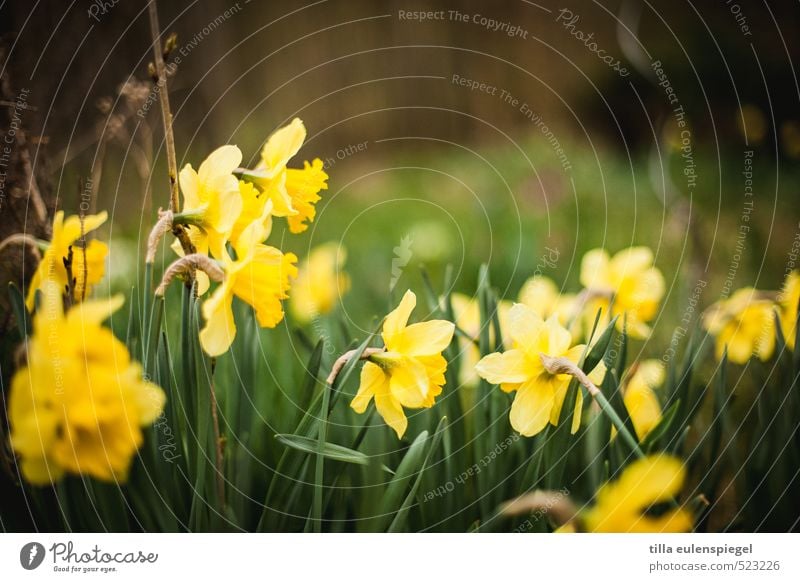 April Natur Pflanze Frühling Blume Gras Blüte Wiese Blühend natürlich wild gelb grün Frühlingsgefühle Narzissen Gelbe Narzisse eng Frühlingsblume Blumenwiese