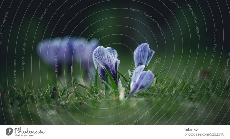 Blühende blaue Krokusse mit grünen Blättern im Garten, Frühlingsblumen Park Blüte wachsend im Freien Vorbau Pflanze Flora geblümt Blume frisch Gras Blütezeit