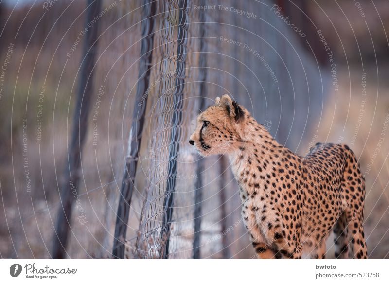 Gefangenschaft- Blick in die andere Welt Ferien & Urlaub & Reisen Abenteuer Ferne Safari Umwelt Natur Pflanze Park Wildtier Fell 1 Tier beobachten Denken