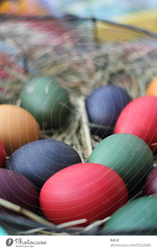 kunterbunt I bunt gefärbte Ostereier im Osternest Deko dekorieren Dekoration dekorativ Feiertag Feiern schön Lifestyle färben Brauchtum Färbung verstecken