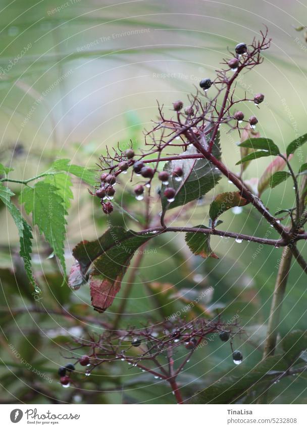 Holunder im Regen Schwarzer Holunder Holunderbeeren Strauch Natur natürlich Regentropfen Pflanze Garten Außenaufnahme Farbfoto Nahaufnahme Detailaufnahme