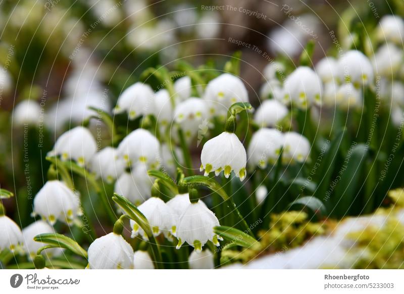 Blühende Märzenbecher auf einem teils mit Schnee und Moos bedecktem Waldboden märzenbecher märzenbecherwiese märzenbecherwald blume weiß frühling schneebedeckt