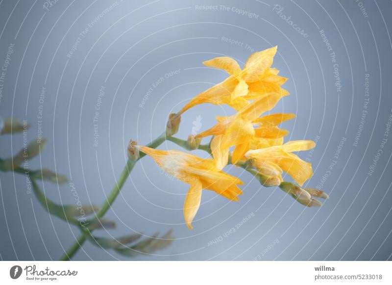 Gelbe Freesie Freesia Croceae Schnittblume Zwiebelblume Blume gelb Blüte