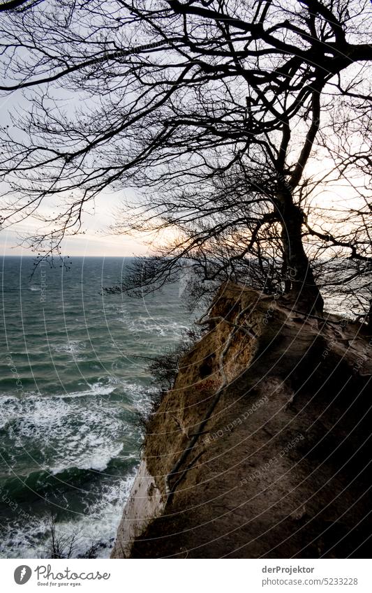 Winter mit Kreidefelsen und Baum an Steilhang auf Rügen Winterstimmung Winterurlaub Panorama (Aussicht) Licht Tag Textfreiraum Mitte mehrfarbig