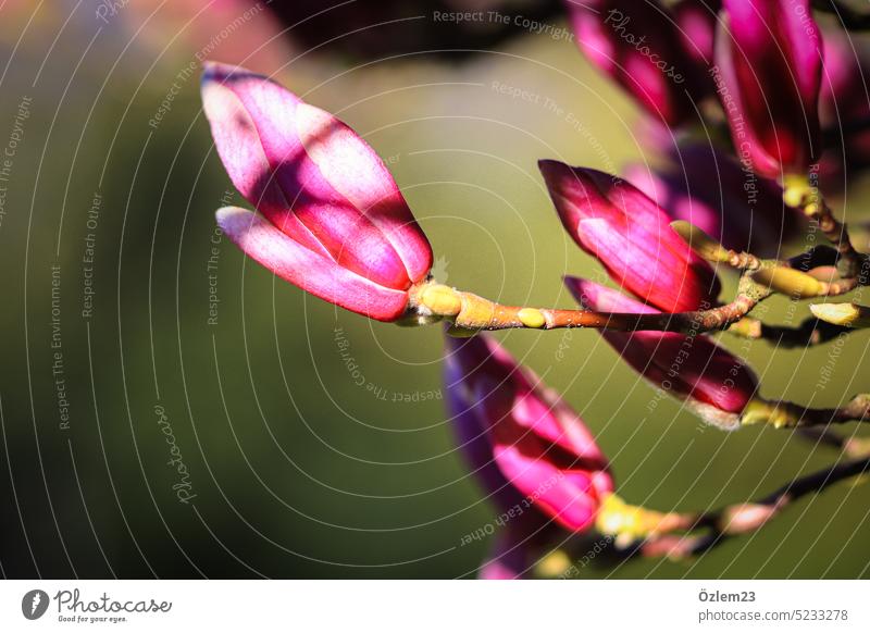 Purpur Magnolien in pink Magnolienblüte Magnolienbaum Magnoliengewächse Natur Baum Blüte Blume Farbfoto Frühling rosa Blühend schön Pflanze Frühlingsgefühle