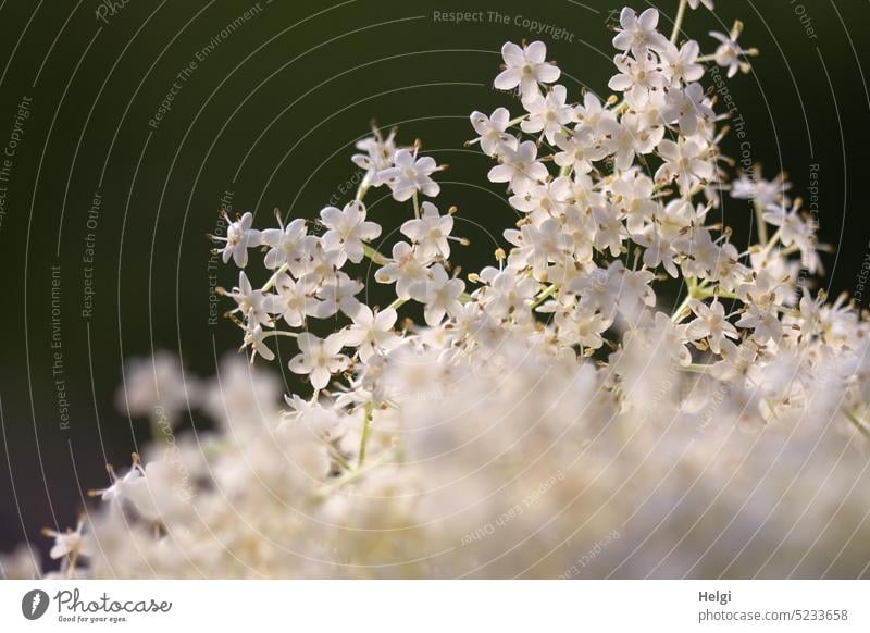 Holunderblüten vor dunklem Hintergrund, Nahaufnahme Pflanze Blüte Frühling Natur blühen wachsen Makroaufnahme Sonnenlicht Licht Schatten natürlich Außenaufnahme