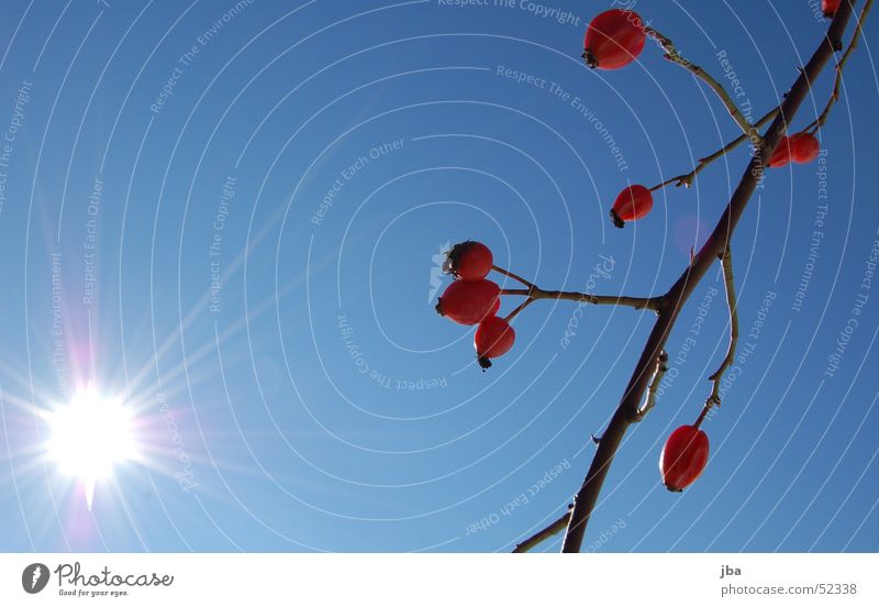 schöner Tag rot Pflanze weiß Beleuchtung Strahlung Sonne Ast Himmel blau