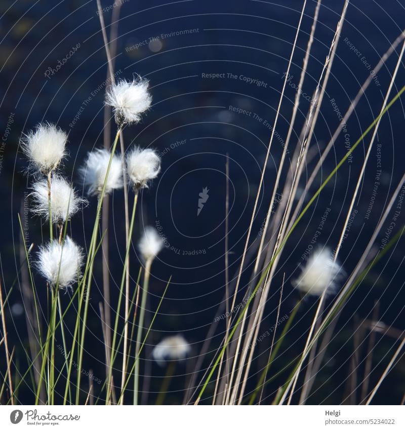 Samenstand vom Scheiden-Wollgras an einem Moorsee Eriophorum vaginatum Blütenhüllfäden Fruchtstand Wollschopf Sauergrasgewächs Hochmoor Moorpflanze Sumpfgebiet