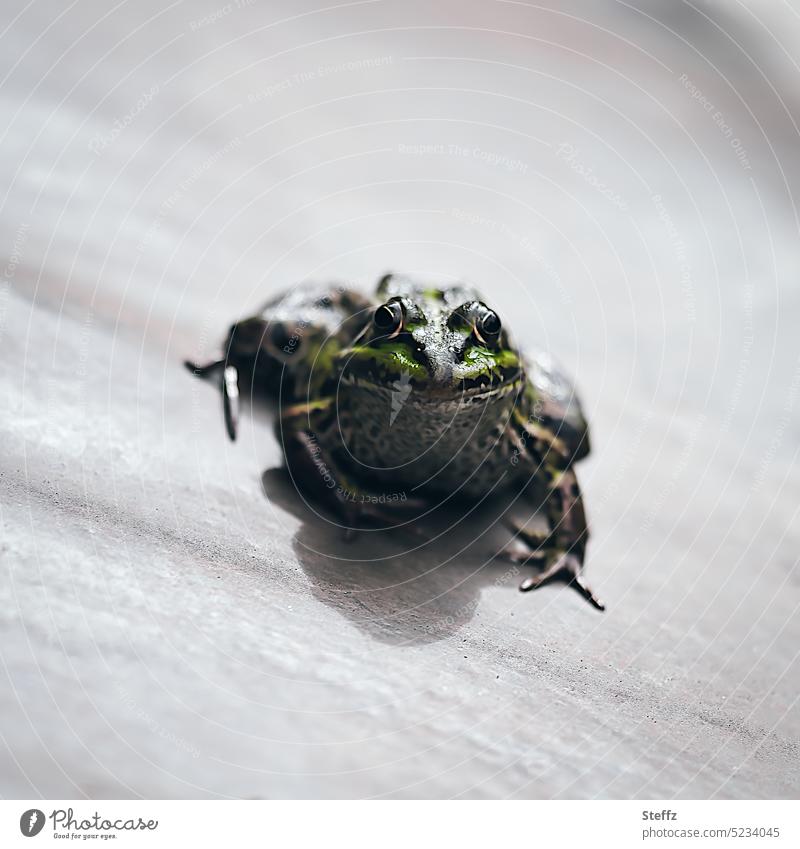 ein Prinz zum Küssen Frosch Froschprinz Teichfrosch Märchenprinz Reptil Wasserfrosch Amphibie küssen Neugier neugierig mutig Mut begegnen Begegnung Blick