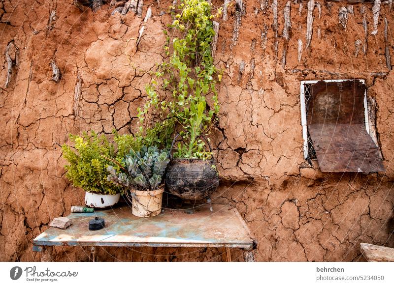 zuhause fühlen authentisch Ferne Abenteuer reisen einfaches leben Armut Hütte wohnen Leben Haus Damaraland Afrika Namibia Pflanzen Wand Lehm