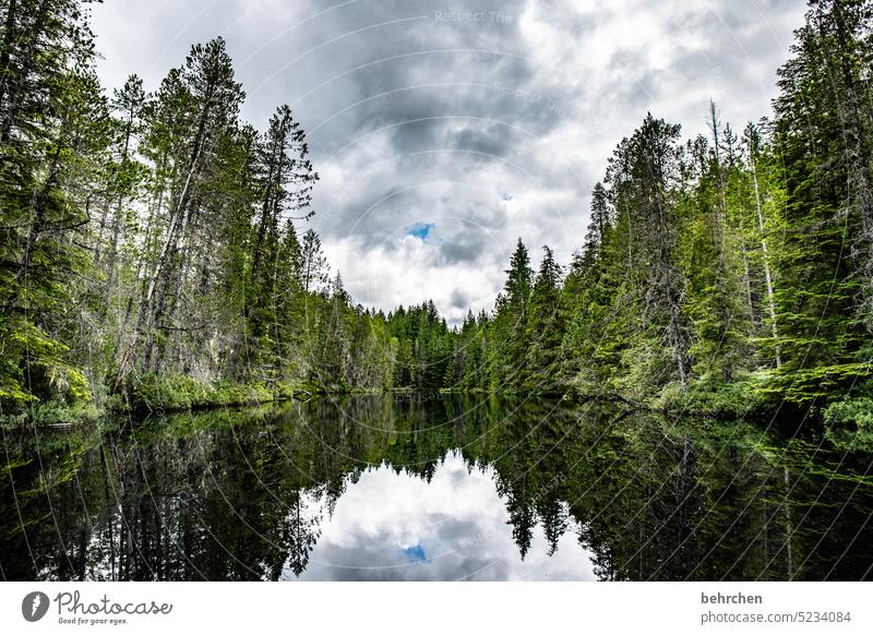 still ruht der see Nordamerika Wasser Pflanze Natur See Kanada Wald Ferne Landschaft Fernweh British Columbia Abenteuer Spiegelung Bäume