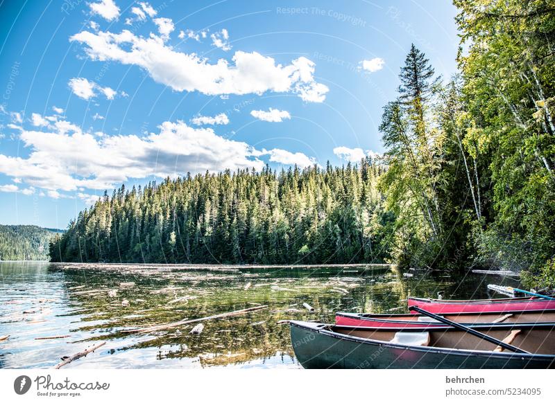 still ruht der see Nordamerika Wasser Pflanze Natur See Kanada Boot Clearwater Lake Wald Ferne Landschaft Fernweh Bergsee British Columbia Abenteuer