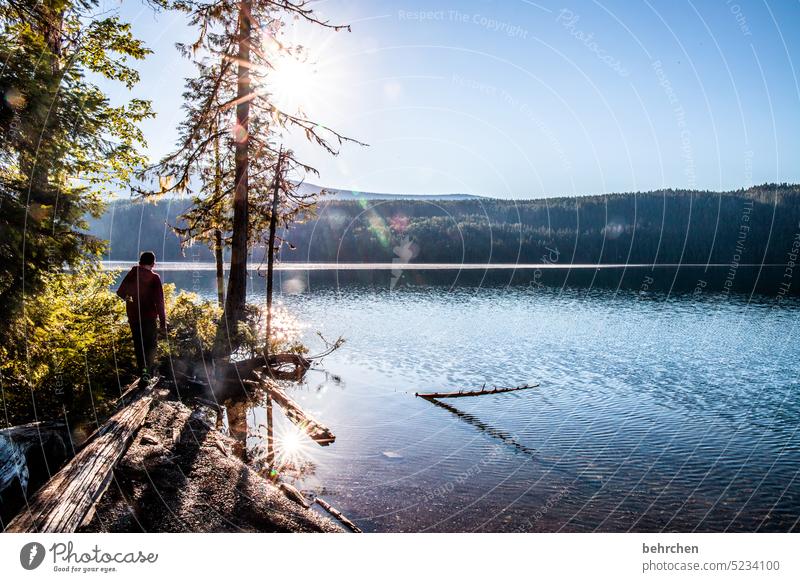 still ruht der see Nordamerika Wasser Pflanze Natur See Kanada Clearwater Lake Wald Ferne Landschaft Fernweh Bergsee British Columbia Abenteuer Junge Kind