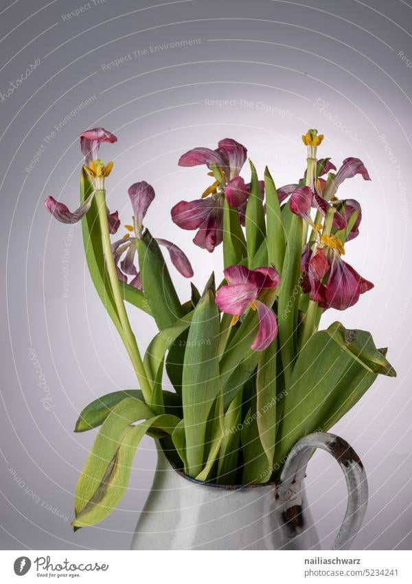 Decay verwelkt verwelkte Blumen Floristik harmonisch hell weiß grün Menschenleer Dekoration Blüten Vase blühend schön pink Frühling Blumenstrauß Tulpen