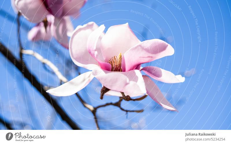 Magnolienblüte in der Sonne ästhetisch tröstlich hübsch Flora botanisch Botanischer Garten abschließen Nahaufnahme Außenaufnahme Pflanze exotisch Sommer Natur