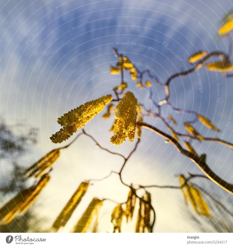 Blühender Korkenzieherhasel Busch Haselnuss Pflanze Baum Frühling Menschenleer Wachstum Außenaufnahme Pollen sonnig Sonne Sonnenlicht blau Pollenflug Himmel