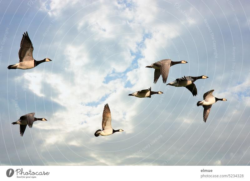 Sieben Nonnengänse im Flug Nonnengans Zugvogel Vogelzug Flugbild Wildgans frei Bewegung fliegen Wildtier Tiergruppe Vogelflug Blog Freiheit Wolkenhimmel Herbst