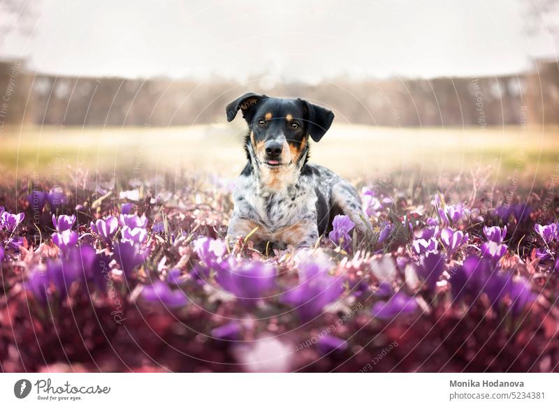 Frühlingsporträt einer Hündin, die im Gras voller Frühlingsblumen sitzt. bezaubernd Tier Tiere Hintergrund schön Schönheit schwarz auf weiß Eckzahn Farbe