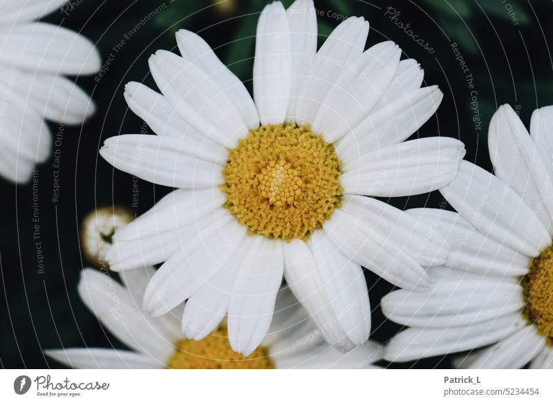 Blüte einer Blume Fahne bluete gelb weiss Blatt Makro Details pflanze blühen Detailaufnahme Nahaufnahme Natur