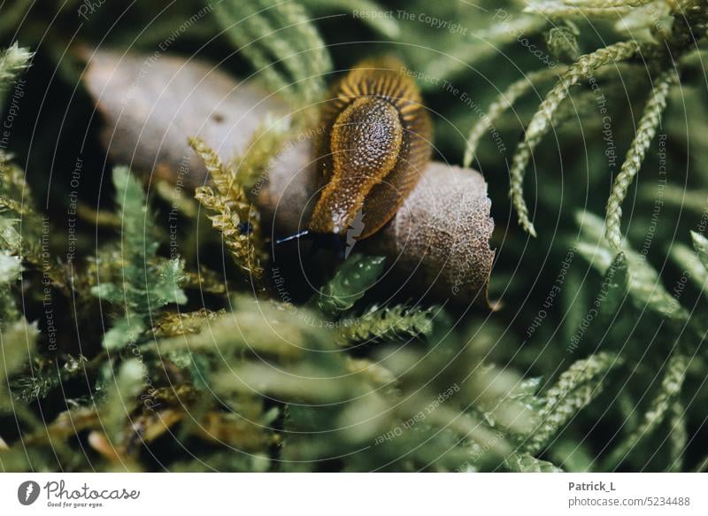 Rücken einer Nacktschnecke Moos Grün gelb schwarz Blatt Schleim Struktur Detailaufnahme Nahaufnahme Natur