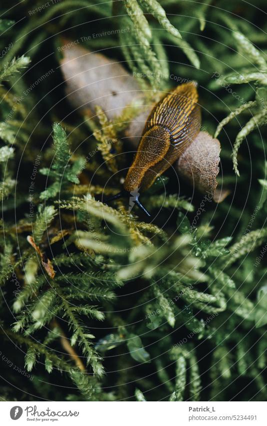 Nacktschnecke im Moos Schnecke Grün gelb Natur Blatt Struktur Lebewesen Wirbellos leben