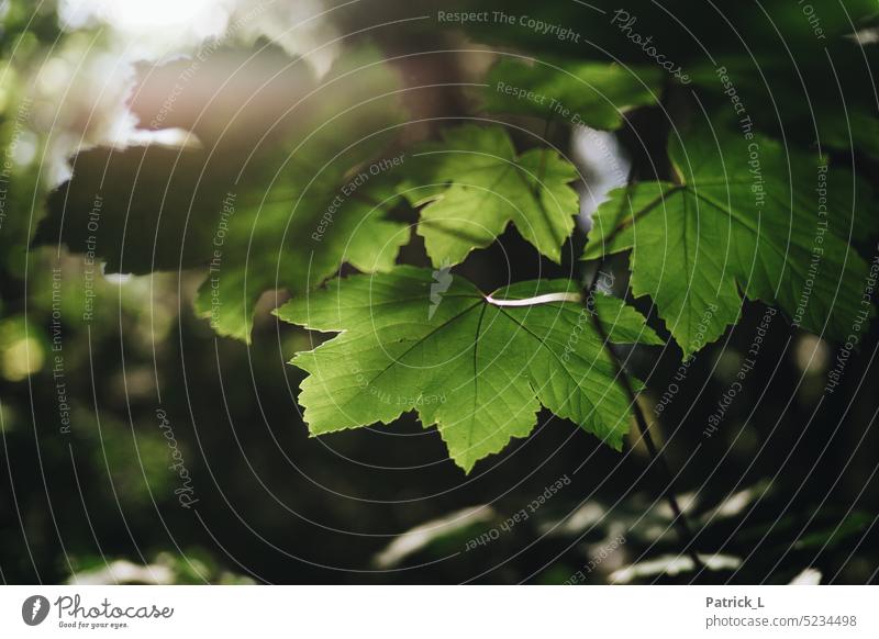 Ahorn Blatt im Gegenlicht gegenlicht Wald baum Bokeh Grün Blattadern Natur Blätter wachsen Nahaufnahme laub