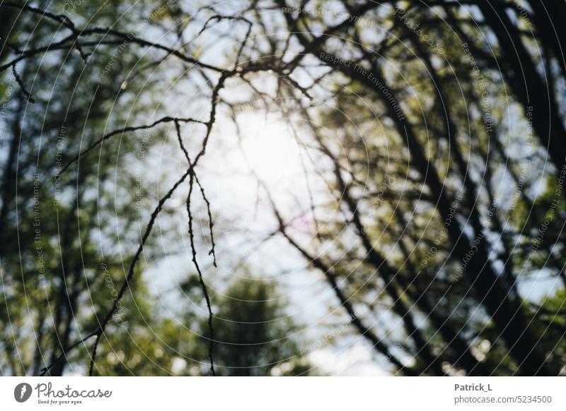 Ast im Gegenlicht Wald baum gegenlicht unschärfe Bokeh Natur Blätter wachsen Nahaufnahme blattlos