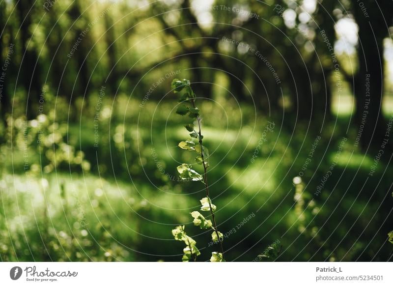 Blätter im Wald Blatt Wiese gegenlicht baum Bokeh Grün Natur wachsen Nahaufnahme laub Blattadern Weite Lichtspiel pflanze Sommer