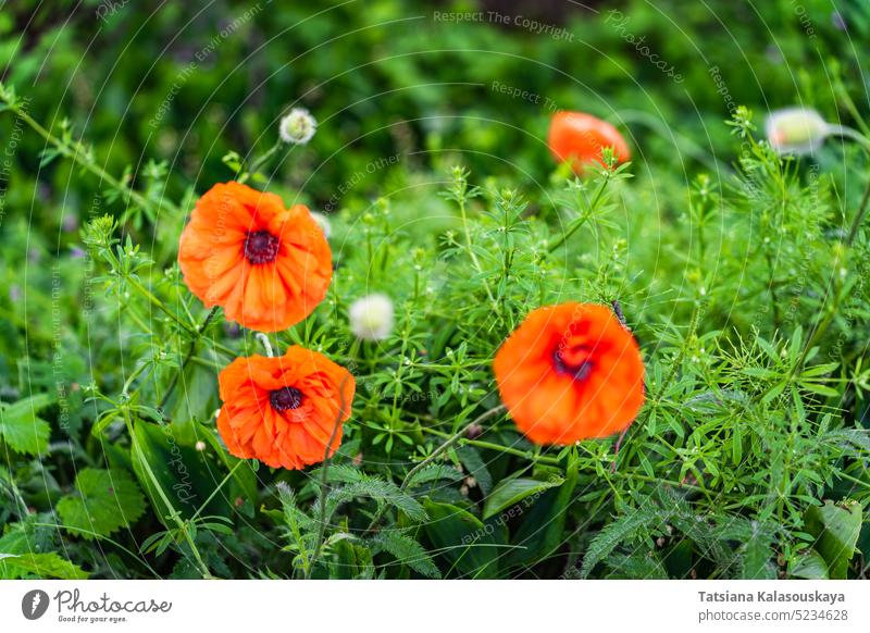 Rot blühender Klatschmohn auf den Feldern im Frühling Mohn Papaver abschließen Blumen Blütezeit Überstrahlung Blütenblatt Familie der Papaveraceae