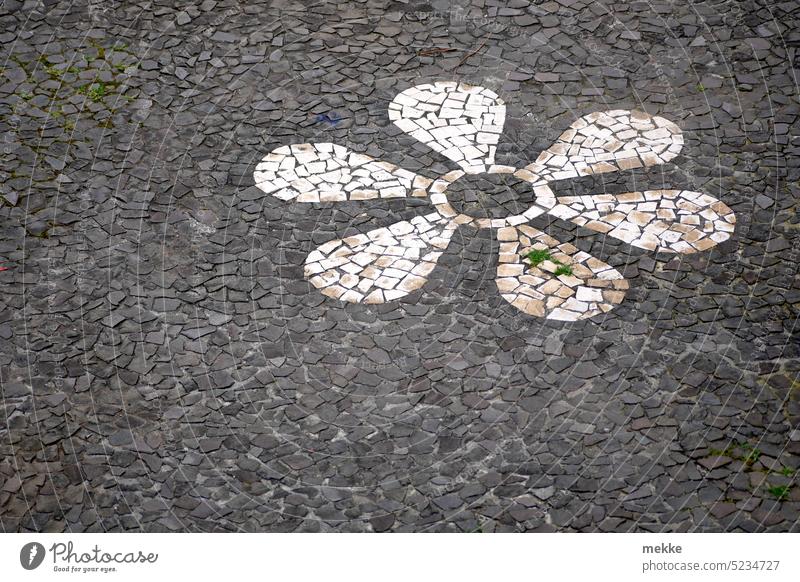 Die gemeine weiße Steinblume Blume Blüte Blütenblatt Frühling Blühend Symbol Gehweg Steine Pflaster Pflastersteine Weg Mosaik verzierung Bild Zeichen