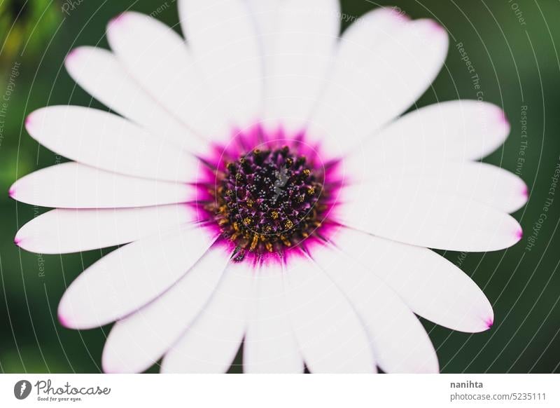 Makro Hintergrund natürliche Fotografie mit einem schönen Gänseblümchen mit lebendigen Farben geblümt Frühling Blume Osteospermum. Angiosperma Natur organisch