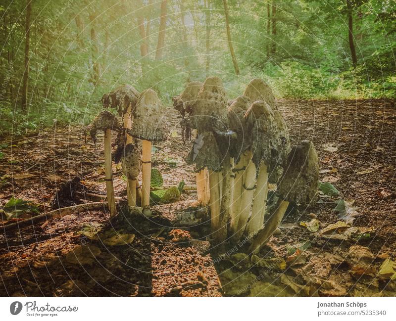 Schopftintlinge Pilze auf dem Waldweg Gegenlicht Sonnenstrahl Nahaufnahme Laub Weg wandern Wanderung Achtsamkeit Boden Wanderweg Herbst Natur Landschaft Umwelt