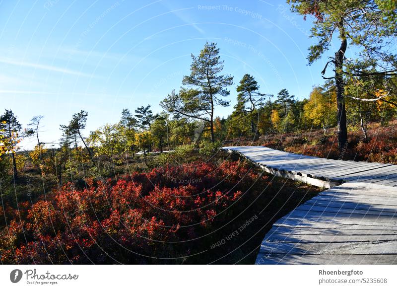 Bohlenpfad durch das Schwarze Moor mit roter Berberitze und Kieferngewächsen moor schwarze moor bayern fladungen dreiländereck gras kiefern rundweg bohlensteg